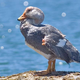 Illustration for article titled This Truculent Duck Evolved The Bodily Equivalent Of Brass Knuckles